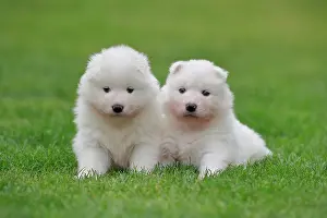 Samoyed: Samoyed Domestic dog (Canis lupus familiaris), two