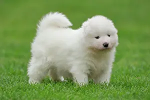 Samoyed: Samoyed Domestic dog (Canis lupus familiaris), standing