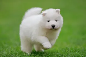 Samoyed: Samoyed Domestic dog (Canis lupus familiaris), running