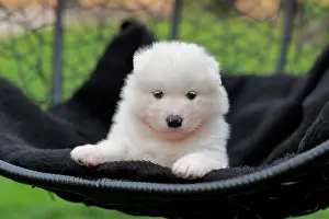 Samoyed: Samoyed Domestic dog (Canis lupus familiaris), sitting