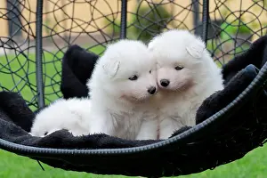 Samoyed: Samoyed Domestic dog (Canis lupus familiaris), two