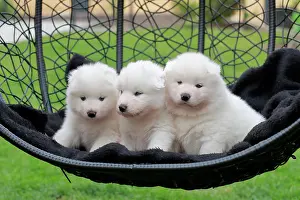 Samoyed: Samoyed Domestic dog (Canis lupus familiaris), three