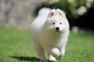 Samoyed: Samoyed Domestic dog (Canis lupus familiaris), running