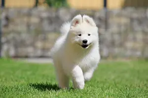 Samoyed: Samoyed Domestic dog (Canis lupus familiaris), running