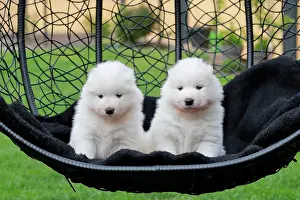 Samoyed: Samoyed Domestic dog (Canis lupus familiaris), two