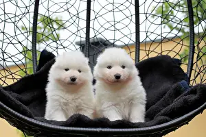 Samoyed: Samoyed Domestic dog (Canis lupus familiaris), two