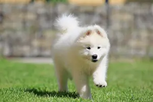 Samoyed: Samoyed Domestic dog (Canis lupus familiaris), running