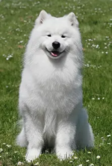 Samoyed: Samoyed, male dog, 6 years, North Rhine-Westphalia