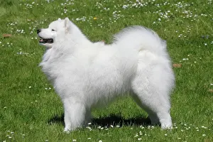 Samoyed: Samoyed, male dog, 6 years, North Rhine-Westphalia
