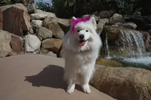 Palm: Samoyed in Palm Desert, California