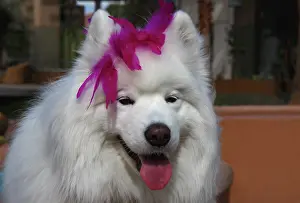 Palm: Samoyed in Palm Desert, California