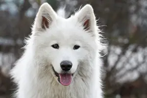 Samoyed: Samoyed or Polar Spitz (Canis lupus familiaris)