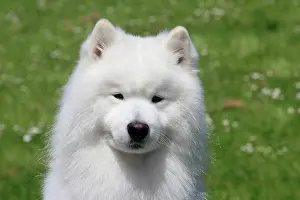 Samoyed: Samoyed, portrait, male dog, 6 years, North Rhine-Westphalia