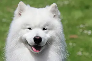 Samoyed: Samoyed, portrait, male dog, 6 years, North Rhine-Westphalia