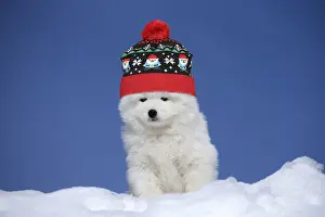 Chien: Samoyed puppy wearing a winter hat