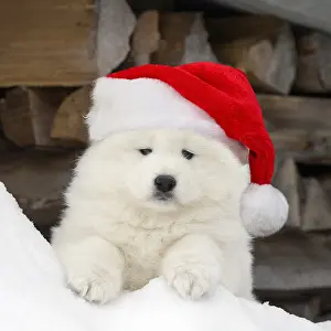 040718: Samoyed wearing Christmas hat Samoyed wearing Christmas