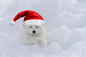 040718: Samoyed wearing Christmas hat Samoyed wearing Christmas