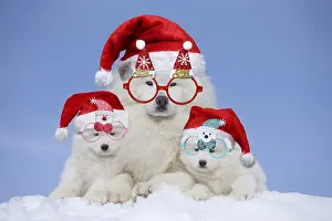 Chien: Samoyeds wearing Christmas hats and glasses