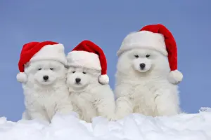 040718: Samoyeds wearing Christmas hats Samoyeds wearing