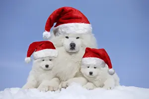040718: Samoyeds wearing Christmas hats Samoyeds wearing