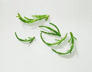 Monbretia: Samphire