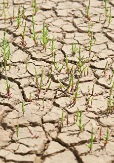 Parched: Samphire
