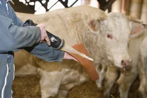 Needles: Sample of bull semen taken