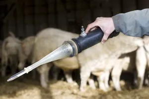 Needles: Sample of bull semen taken