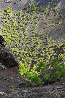 Antonio: San Antonio Volcano - crater of San Antonio volcano