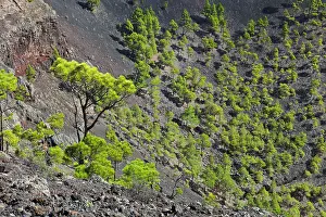 Antonio: San Antonio Volcano - crater of San Antonio volcano