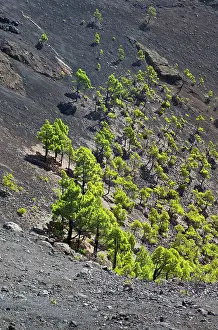 Antonio: San Antonio Volcano - crater of San Antonio volcano