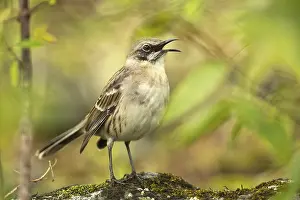 Singing: San Cristobal Mockingbird (Mimus melanotis) singing