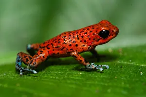 Morph: San Cristobal morph Strawberry Poison Frog (Oop