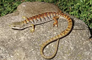 Diego: San Diego Alligator Lizard