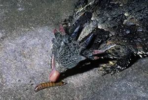 Diego: San Diego Coastal Horned Lizard with prey