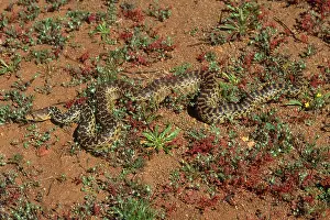 Gopher: San Diego Gopher Snake