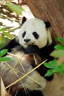 Diego: San Diego Zoo, Panda, California, USA
