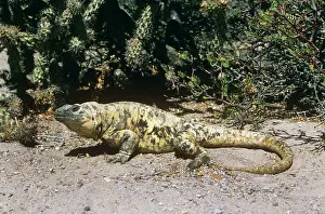 Chuckwalla: San Esteban Island Chuckwalla - on rock