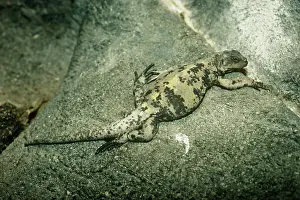 Chuckwalla: San Esteban Island Chuckwalla - on rock