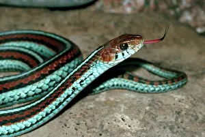 Thamnophis: San Francisco Garter Snake