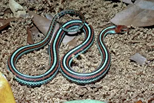 Thamnophis: San Francisco Garter Snake