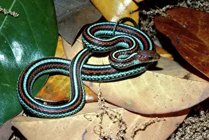 Thamnophis: San Francisco Garter Snake