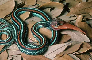1984: San Francisco Garter Snake