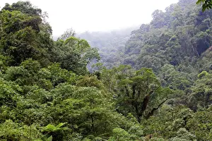 Isidro: San Isidro Tropical Rainforest