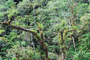 Isidro: San Isidro Tropical Rainforest