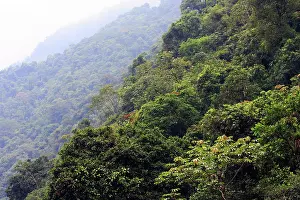 Isidro: San Isidro Tropical Rainforest