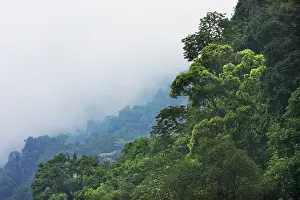 Isidro: San Isidro Tropical Rainforest