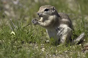 Joaquin: San Joaquin Antelope Squirrel eating - San Joaquin