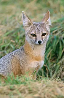Joaquin: San Joaquin Kit Fox
