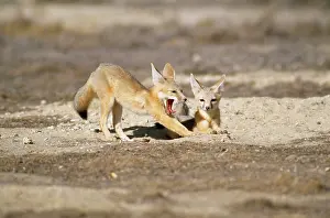 Joaquin: San Joaquin Kit Fox